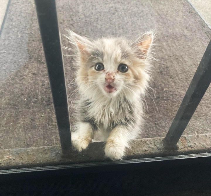 stray kitten porch door